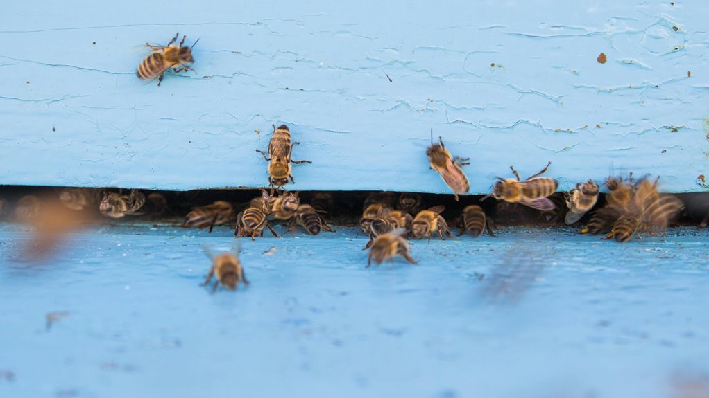 backyard beekeeping feasibility guide
