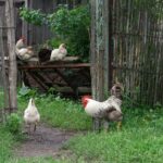 backyard chicken keeping regulations