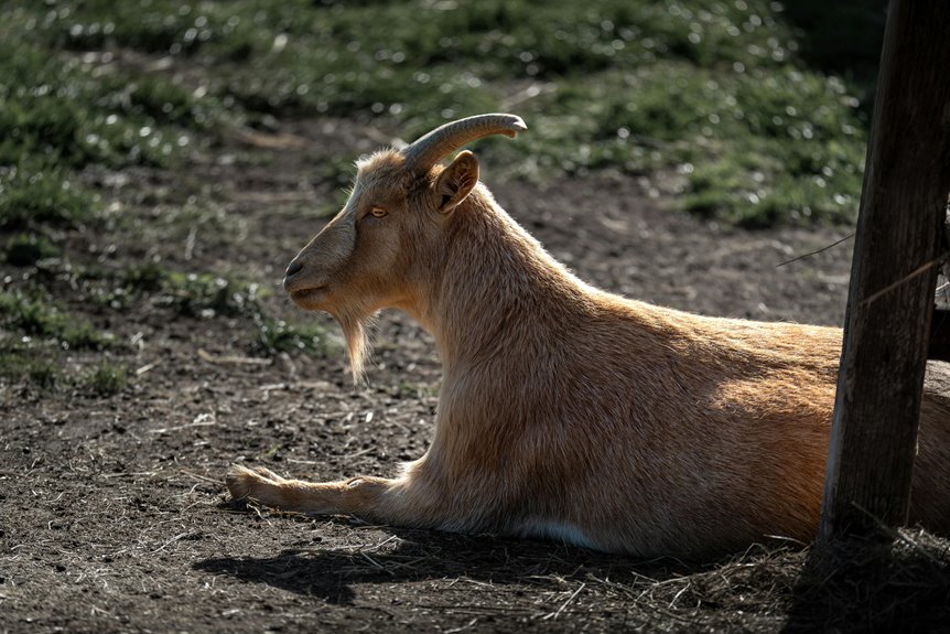how to legally keep goat