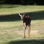 safe backyard deer foods list